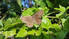 Aricoris constantius