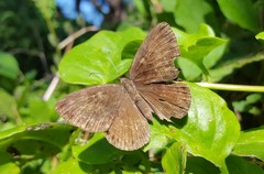 Aricoris constantius