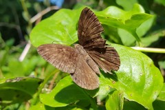 Aricoris constantius