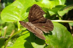 Aricoris constantius