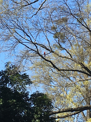 Cardinalis cardinalis
