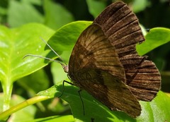 Aricoris constantius