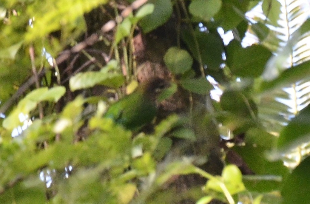 White-cheeked Barbet illustration