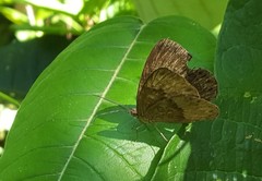 Aricoris constantius