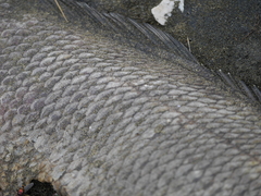 Chirodactylus spectabilis