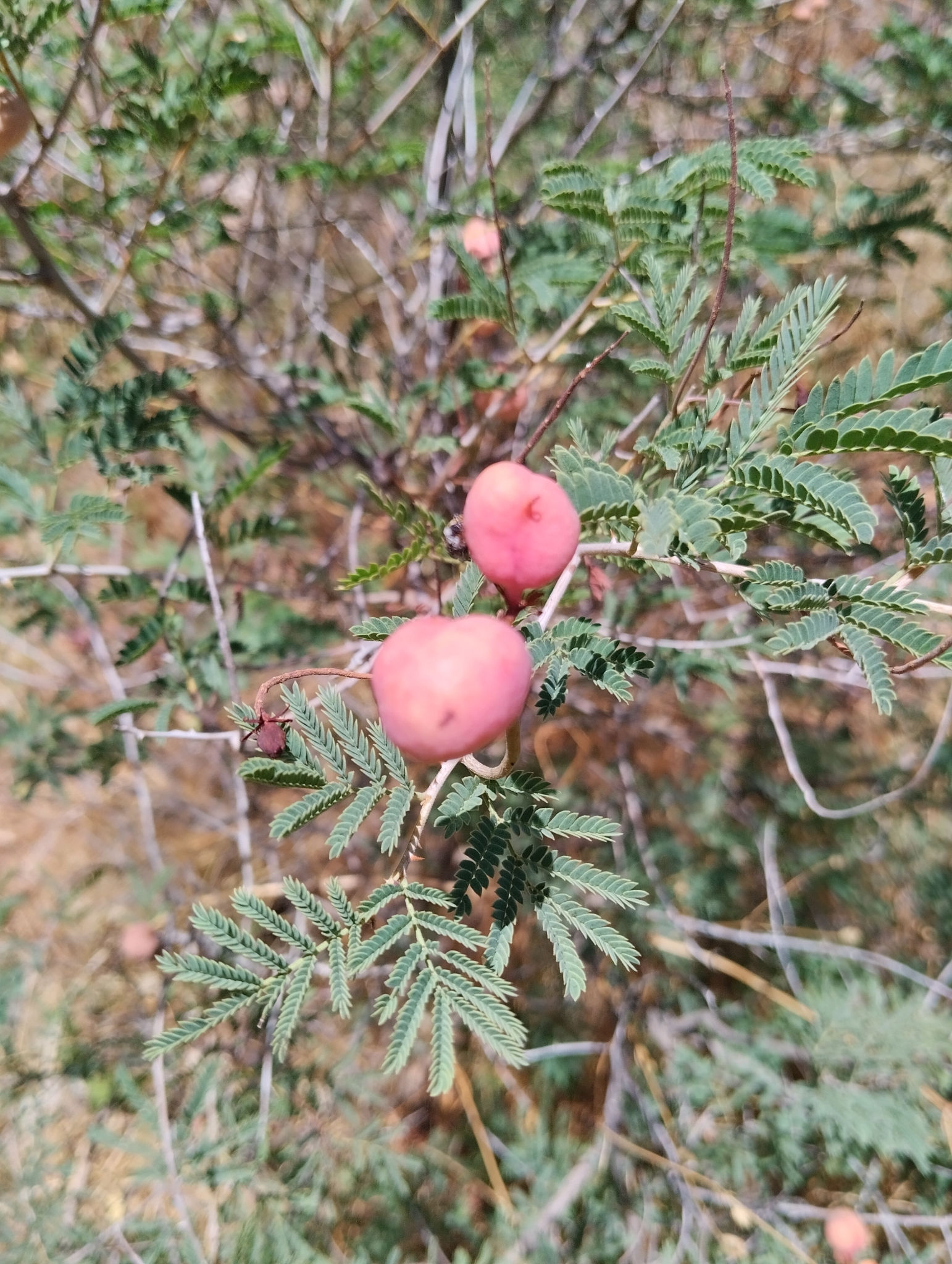 Prosopis