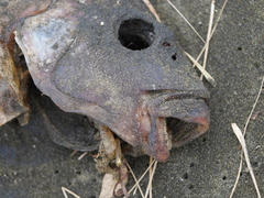 Chirodactylus spectabilis