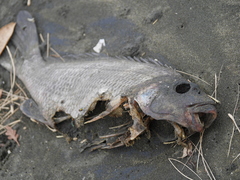 Chirodactylus spectabilis