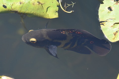 Astronotus ocellatus
