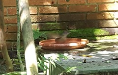 Turdus leucomelas