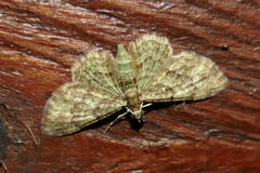 Chloroclystis mniochroa