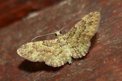 Chloroclystis mniochroa