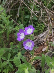 Phacelia patuliflora