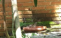 Turdus leucomelas