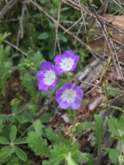 Phacelia patuliflora