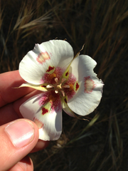 Calochortus venustus
