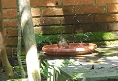 Turdus leucomelas