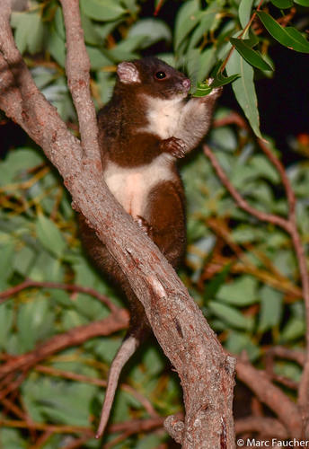Western Ring-tailed Possum