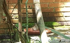 Turdus leucomelas