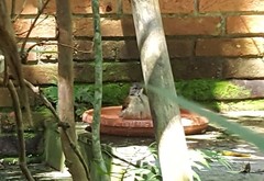 Turdus leucomelas