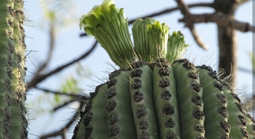 Cephalocereus tetetzo