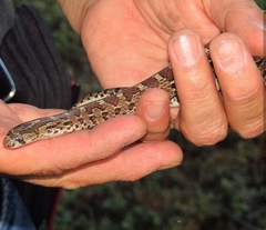 Pseudoficimia frontalis