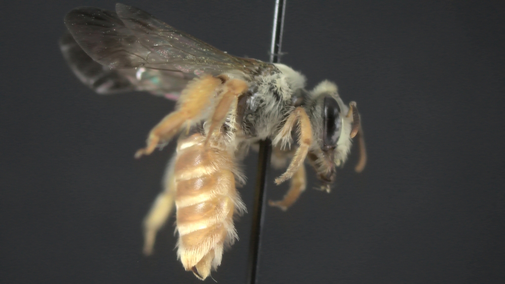 Andrena aliciarum