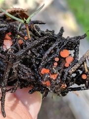 Pseudopithyella minuscula