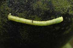 Krananda latimarginaria