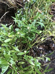 Sarcococca hookeriana