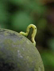 Krananda latimarginaria