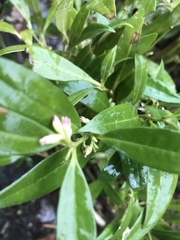 Sarcococca hookeriana