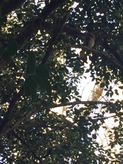 Cardinalis cardinalis