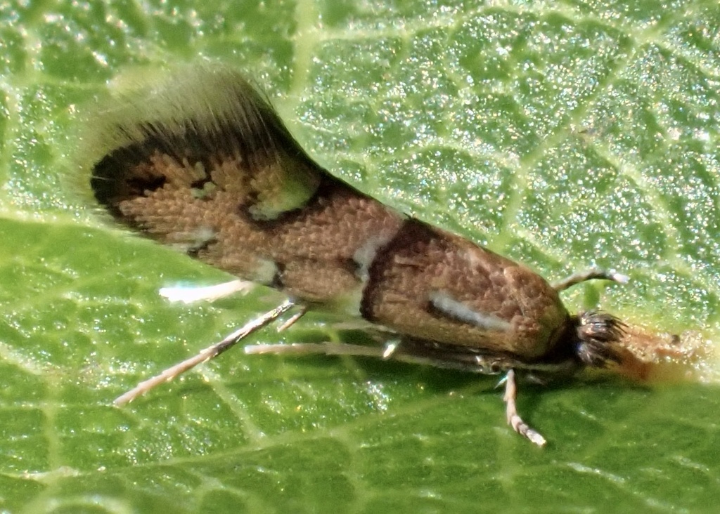 Phyllonorycter viburnella