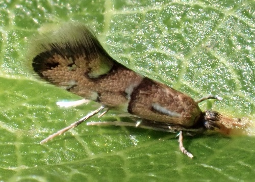 Phyllonorycter viburnella
