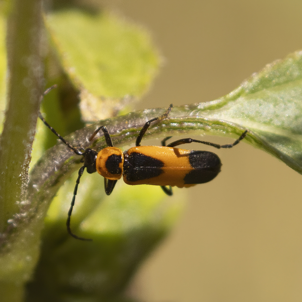 Colorado Soldier Beetle from Rio Blanco County, CO, USA on August 31