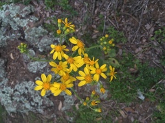 Senecio ampullaceus