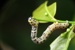 Epobeidia tigrata tigrata