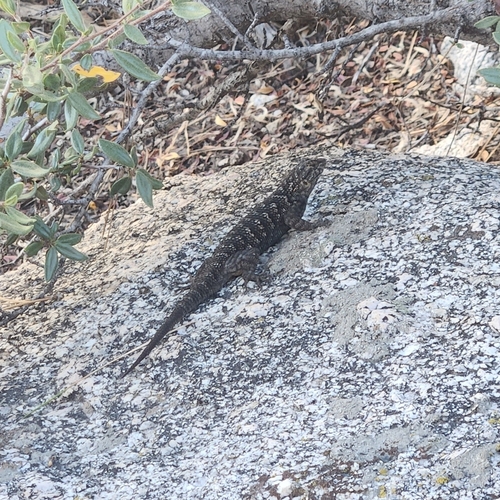 iNaturalist observation photo of Western Fence Lizard