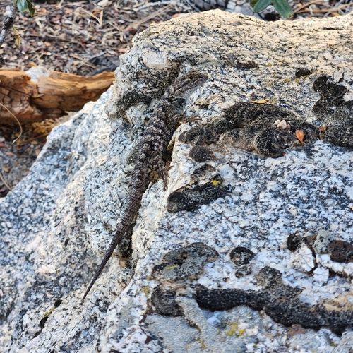 iNaturalist observation photo of Western Fence Lizard