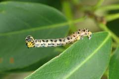 Epobeidia tigrata tigrata