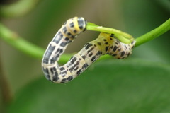 Epobeidia tigrata tigrata