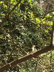 Mimus polyglottos