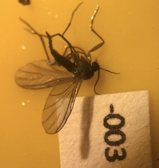 Insecta