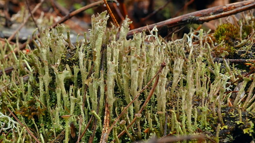 Cladonia cenotea (Ach.) Schaer.