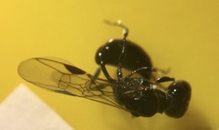 Hymenoptera