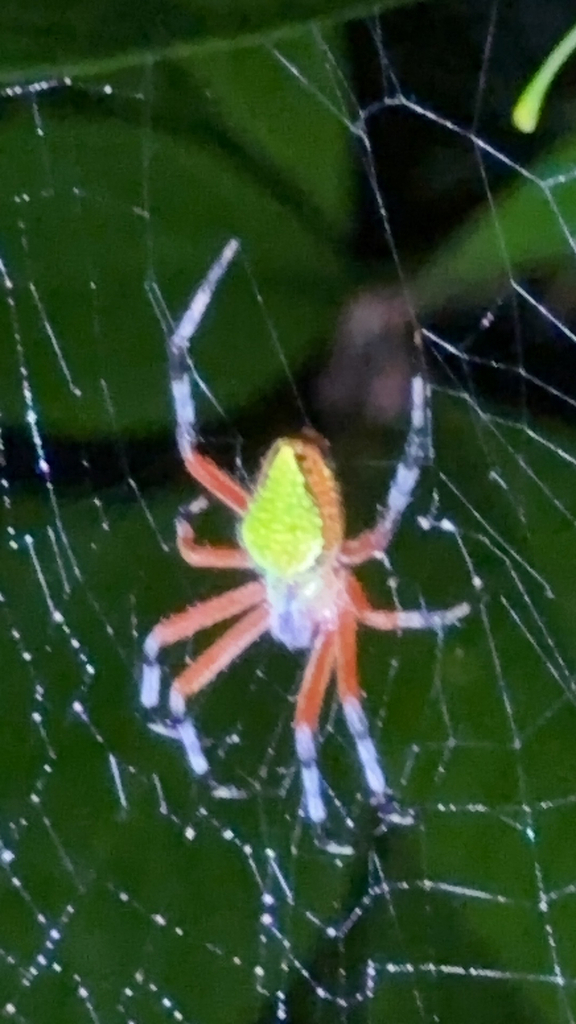Pretty Orbweaver
