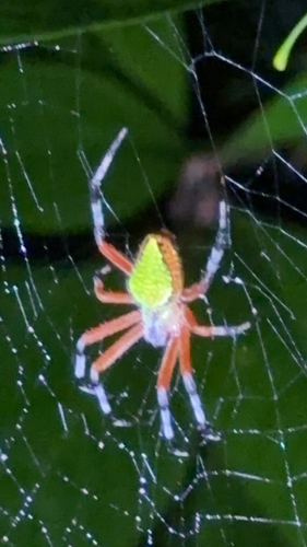 Pretty Orbweaver