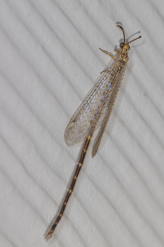 Clathroneuria navajo