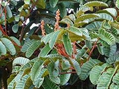 Cupania rufescens
